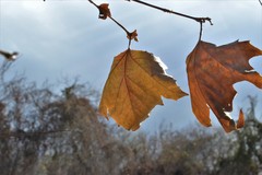 Platanus occidentalis