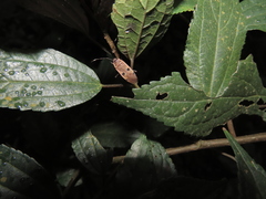 Physopelta quadriguttata