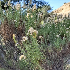 Ericameria pinifolia