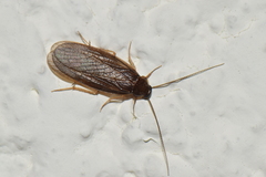 Latindia mexicanus