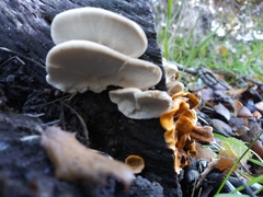 Fungi