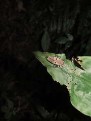 Physopelta quadriguttata