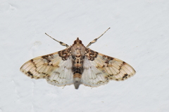 Azochis rufidiscalis