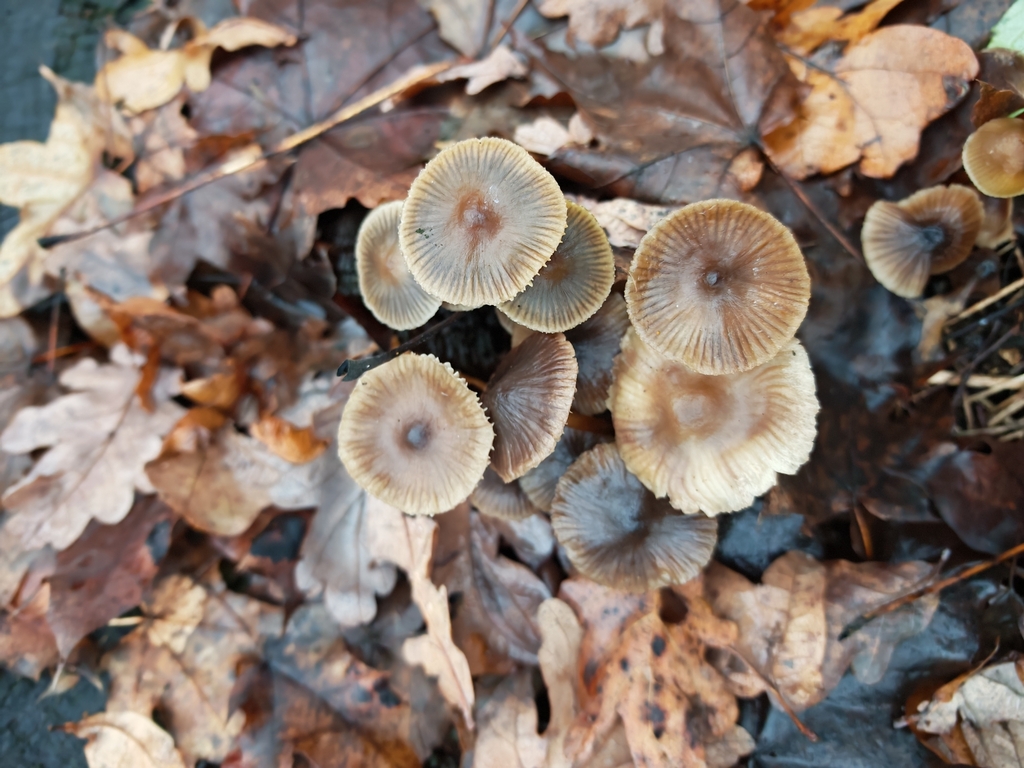 Mycena inclinata · November 2025 · photo: © p_andrey (iNaturalist, cc-by-nc)