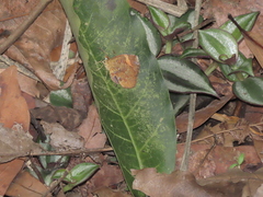 Callidula attenuata