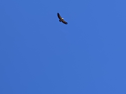 Eurasian Griffon