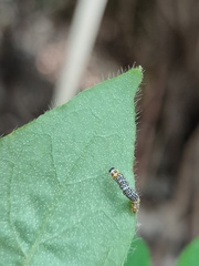 Heterolocha coccinea