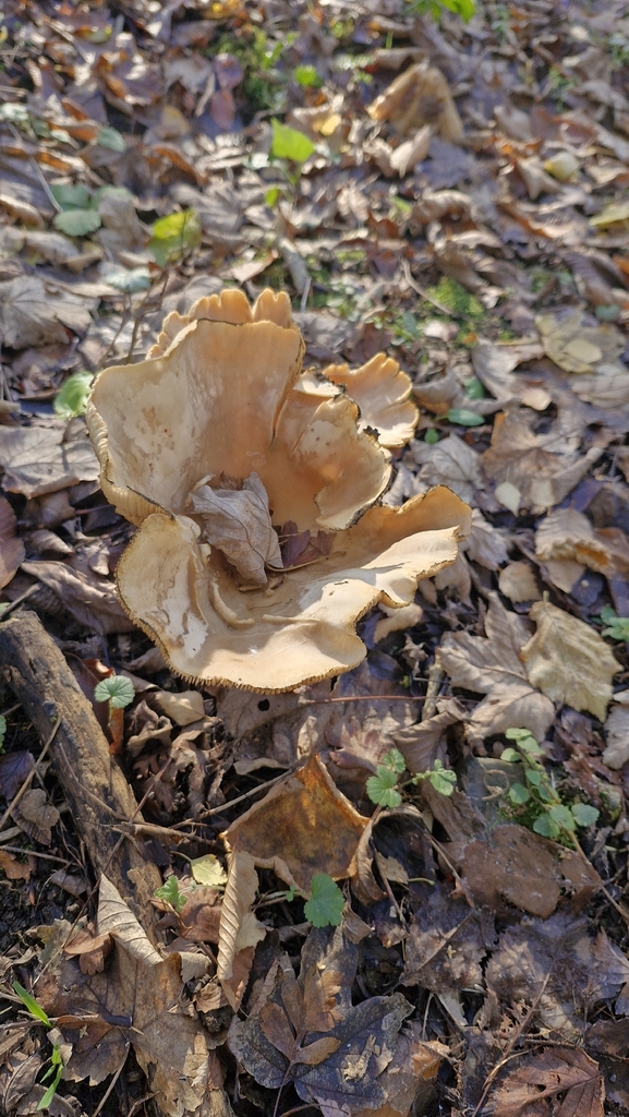 Infundibulicybe geotropa · November 2025 · photo: © cfg (iNaturalist, cc-by)