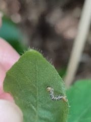 Heterolocha coccinea