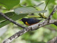 Euphonia rufiventris