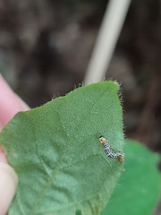 Heterolocha coccinea