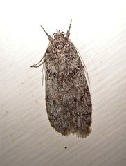 Semioscopis inornata