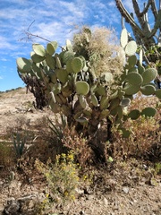 Opuntia pilifera