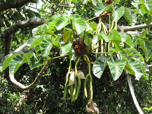 Cecropia palmata