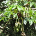 Cecropia palmata - Photo (c) Víctor de Paiva, algunos derechos reservados (CC BY-NC-ND), subido por Víctor de Paiva