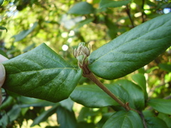 Viburnum × burkwoodii
