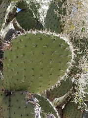 Opuntia pilifera