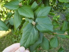 Viburnum × burkwoodii