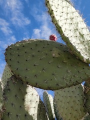 Opuntia pilifera