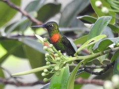 Heliodoxa aurescens