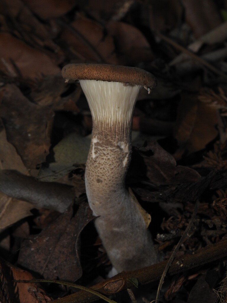 Pleurotus tuber-regium · November 2025 · photo: © samb0 (iNaturalist, cc-by)