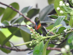 Heliodoxa aurescens