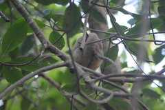 Cyclopes didactylus