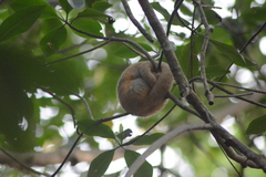 Cyclopes didactylus