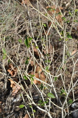 Croton