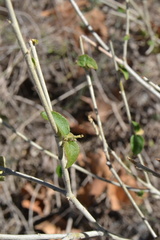Croton