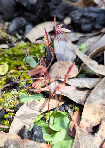 Gnat orchid (Cyrtostylis reniformis)