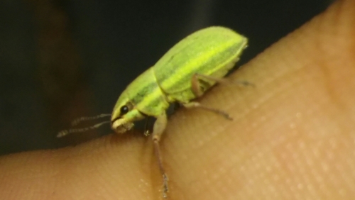 Pantomorus viridisquamosus