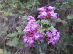 Lantana megapotamica