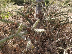 Opuntia pumila
