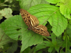 Catuna crithea