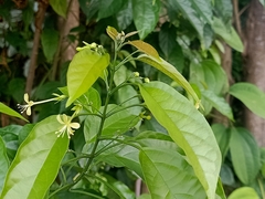 Clerodendrum laevifolium