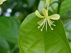 Clerodendrum laevifolium