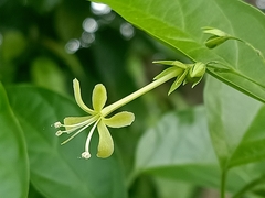 Clerodendrum laevifolium