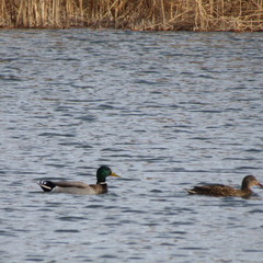 Anas platyrhynchos