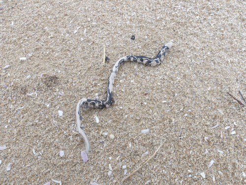 Australian Elapids (inc. Sea Snakes) sighting