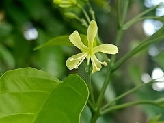 Clerodendrum laevifolium