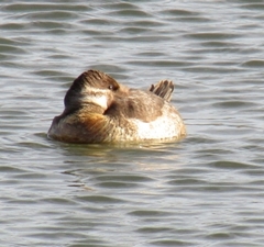 Oxyura jamaicensis