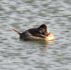 Oxyura jamaicensis