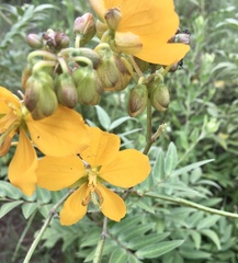 Senna scabriuscula