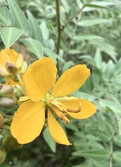Senna scabriuscula