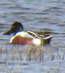 Spatula clypeata