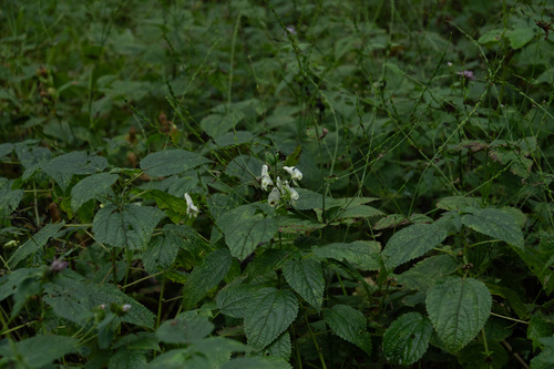 Aconitum jaluense iNat (2)