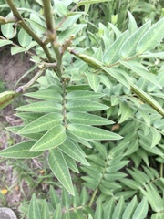 Senna scabriuscula