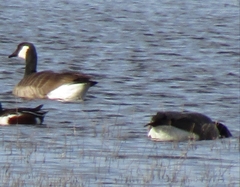 Branta canadensis
