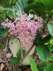 Medinilla cummingii